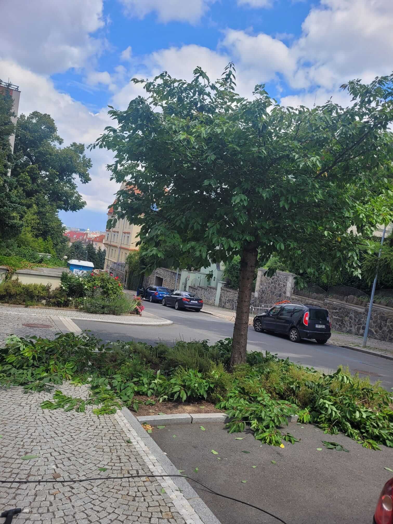 střih stromu a úprava záhonu